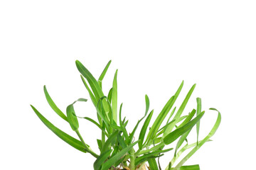 Beautiful fresh green grass isolated on white