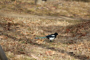 Image of a magpie searching for food on the Daecheongcheon Stream trail