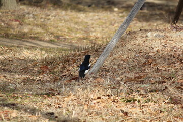 Image of a magpie searching for food on the Daecheongcheon Stream trail