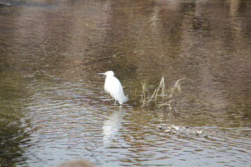Image of a little egret searching for food on the Daecheongcheon Stream trail.