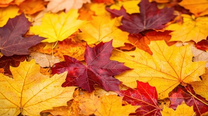 Fototapeta premium Colorful autumn leaves on the ground natural scene