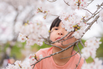 満開の立岡自然公園で桜に顔をうずめる女の子