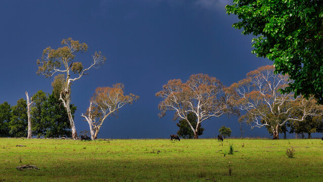 White eucalypt contrasted against stormy sky near Armidale, New England, New South Wales, Australia