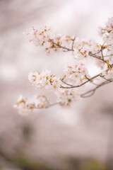 立岡自然公園の満開の桜