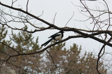 Image of a magpie sitting on a tree branch on the Daecheongcheon Trail 
