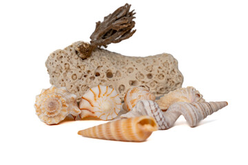 Assorted Natural Seashells with Coral and Seaweed