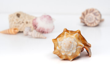 Close-up of a tapered spiral seashell with ribbed texture in beige and warm orange hues. Isolated on white background. Perfect for beach themes and natural decoration use.