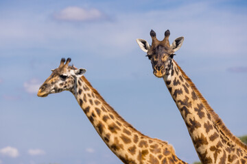 Two Giraffes against blue sky in Serengeti national park, Tanzani.