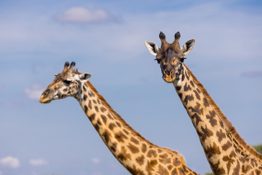 Two Giraffes against blue sky in Serengeti national park, Tanzani.