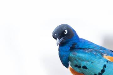 Close up view of colorful Superb Starling bird.