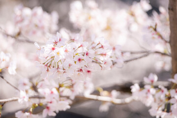 満開の桜に包まれる熊本城の春の並木道