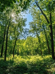 Fototapeta premium Sunlit Forest Path for Lush Green Canopy.