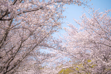 満開の桜に包まれる熊本城の春の並木道