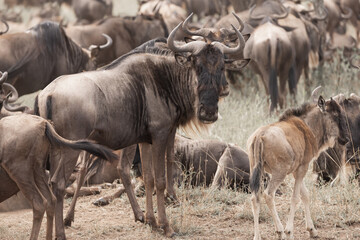 Herd of Wildebeest at Serengeti National park, Tanzania.