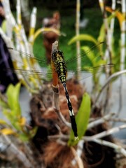 A green dragonfly is resting on the top of an orchid stem.