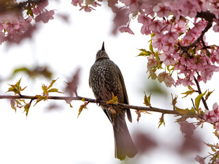 ヒヨドリのお花見
