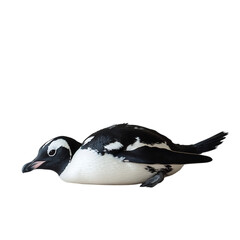 Playful Penguin Sliding on Its Belly Isolated on Transparent Background