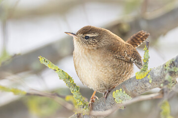 Eurasian Wren Troglodytes troglodytes perched on branch in Greifswald, Germany
