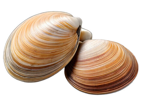 Fresh Seasonal Clam (Hamagi) on Transparent Background