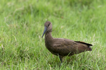Hamerkop bird in the meadow in Arusha National park, Tanzania.