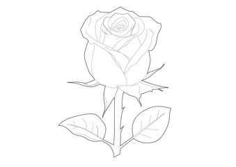 vector lineart of rose