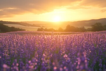 Obraz premium Field of blooming lavender under sunset light in countryside
