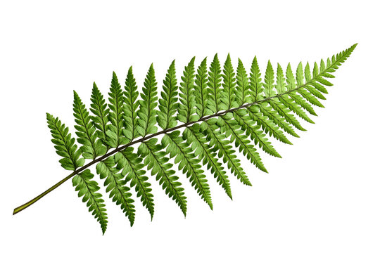Fern Frond: Lush Green Leaf Details - Powered by Adobe
