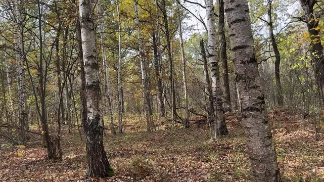 Forest with many trees and a lot of leaves on the ground. The trees are tall and the leaves are yellow