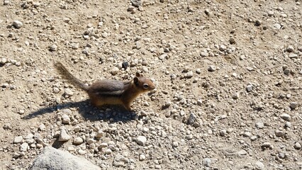 Curious Chipmunk on Rocky, Sandy Terrain