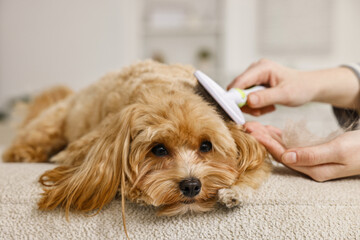 Woman brushing dog's hair at pouf indoors, closeup. Pet grooming