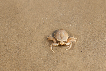 Moulted exoskeleton of masked crab