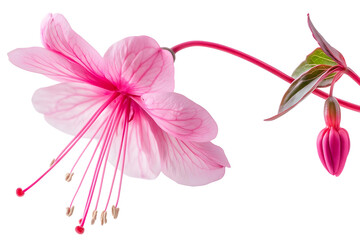 Pink Flower Blooms Beautifully in Spring