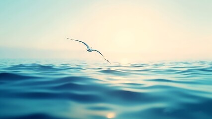 Seagull Wallpeper Ocean Calm