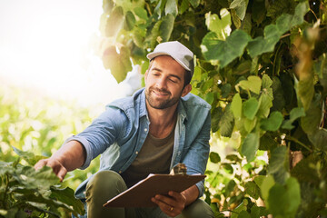 Farmer, agriculture and check crop on farm for growth, quality assurance and vegetable production....