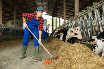 Positive girl works with cows in barn, moves hay closer to cows, provides feeding for animal....