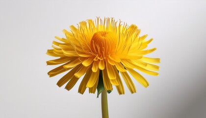 yellow dandelion flower