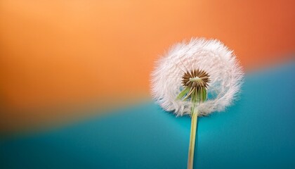 Obraz premium dandelion on colorful background
