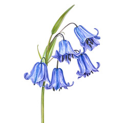 Striking Bluebell Flower with Drooping Petals Isolated on Transparent Background