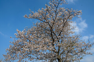 桜の季節