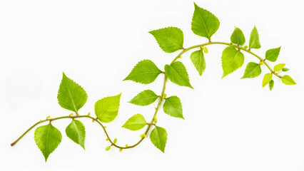 Obraz premium Green Leafy Vine with Fresh Leaves Curving Elegantly on a White Background for Nature and Gardening Themes