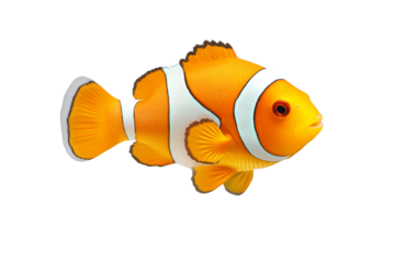 Small orange and white fish swimming in a white background, isolated