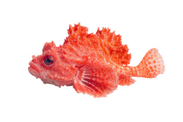 Fototapeta premium Red fish with a black eye and white spots, isolated