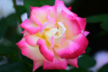 薔薇の花