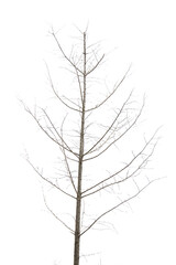 tree isolated on white