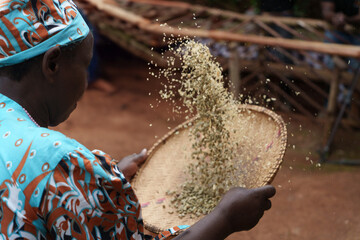African tanzanian tossing raw coffee beans