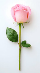 Single pink rose stem on white background