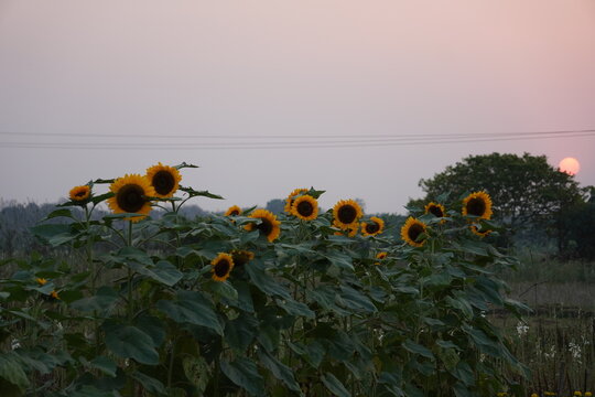 The sunflowers are bloomed on its plants and the sun is going down in the evining