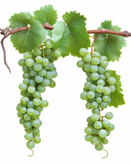Obraz premium Two bunches of light green grapes hanging from a vine with leaves, isolated on white
