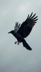 Fototapeta premium Dark silhouetted bird crow in flight against pale grey background, crow, black and white, bird silhouette