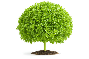 Green Plant Grows in Soil, Lush Foliage